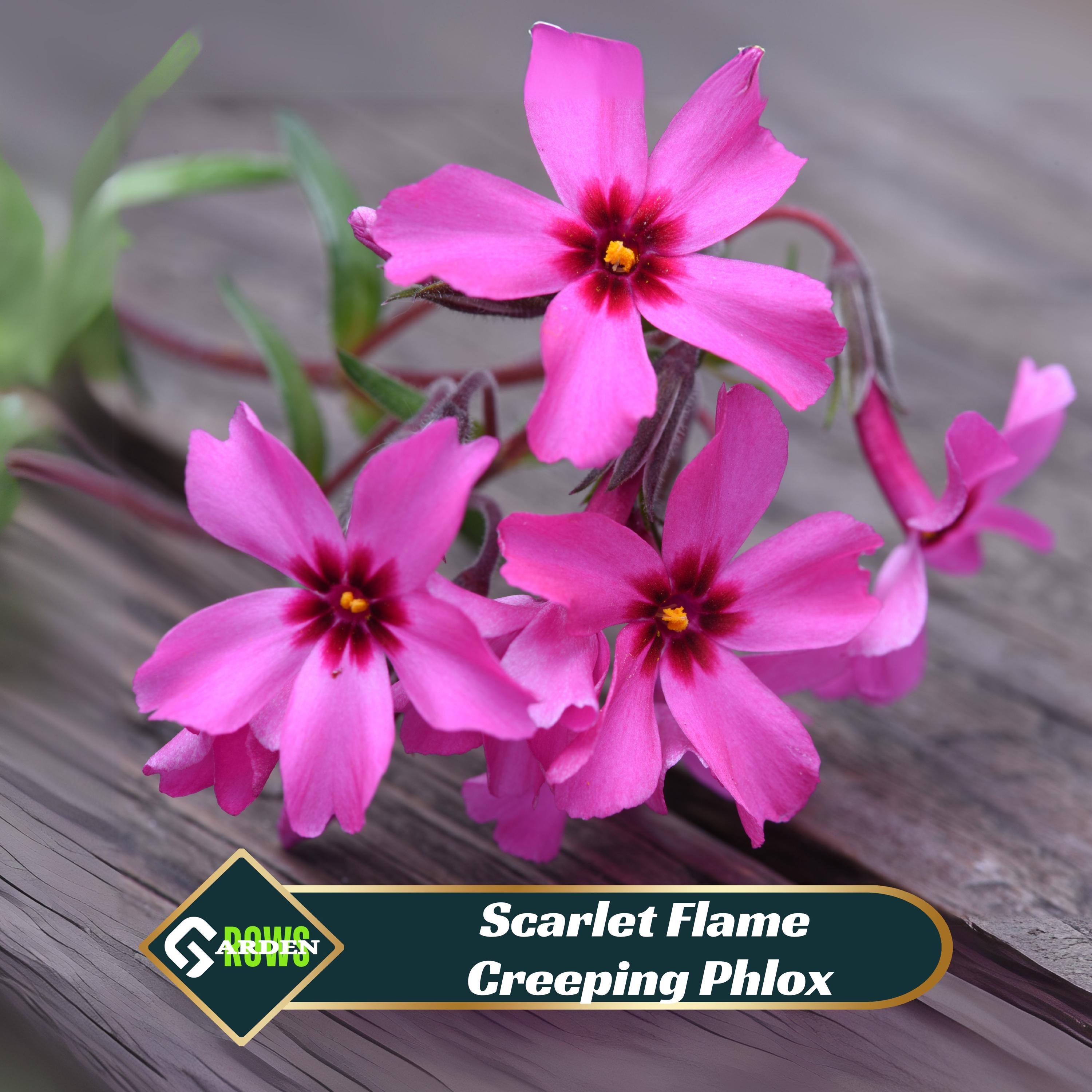 Scarlet Flame Creeping Phlox Seeds - Cold Resistant - Drought