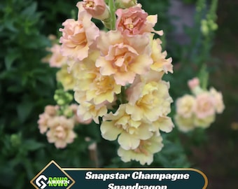 Snapstar Champagne Snapdragon Seeds - Cold Resistant - Attracts pollinators -Open-Pollinating - Plant before the frost/after frost