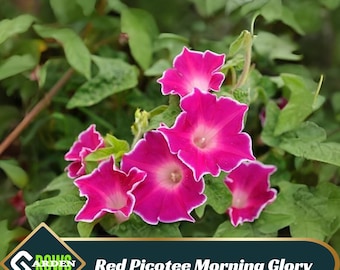 Red Picotee Morning Glory Seeds - Heirloom, Fast Growing