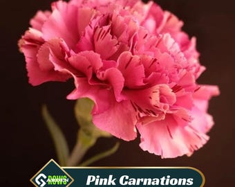 Pink  Carnations Seeds- Dianthus Seeds - Open-Pollinated -  - Heirloom - Flower Seeds - Mix Seeds to Plant