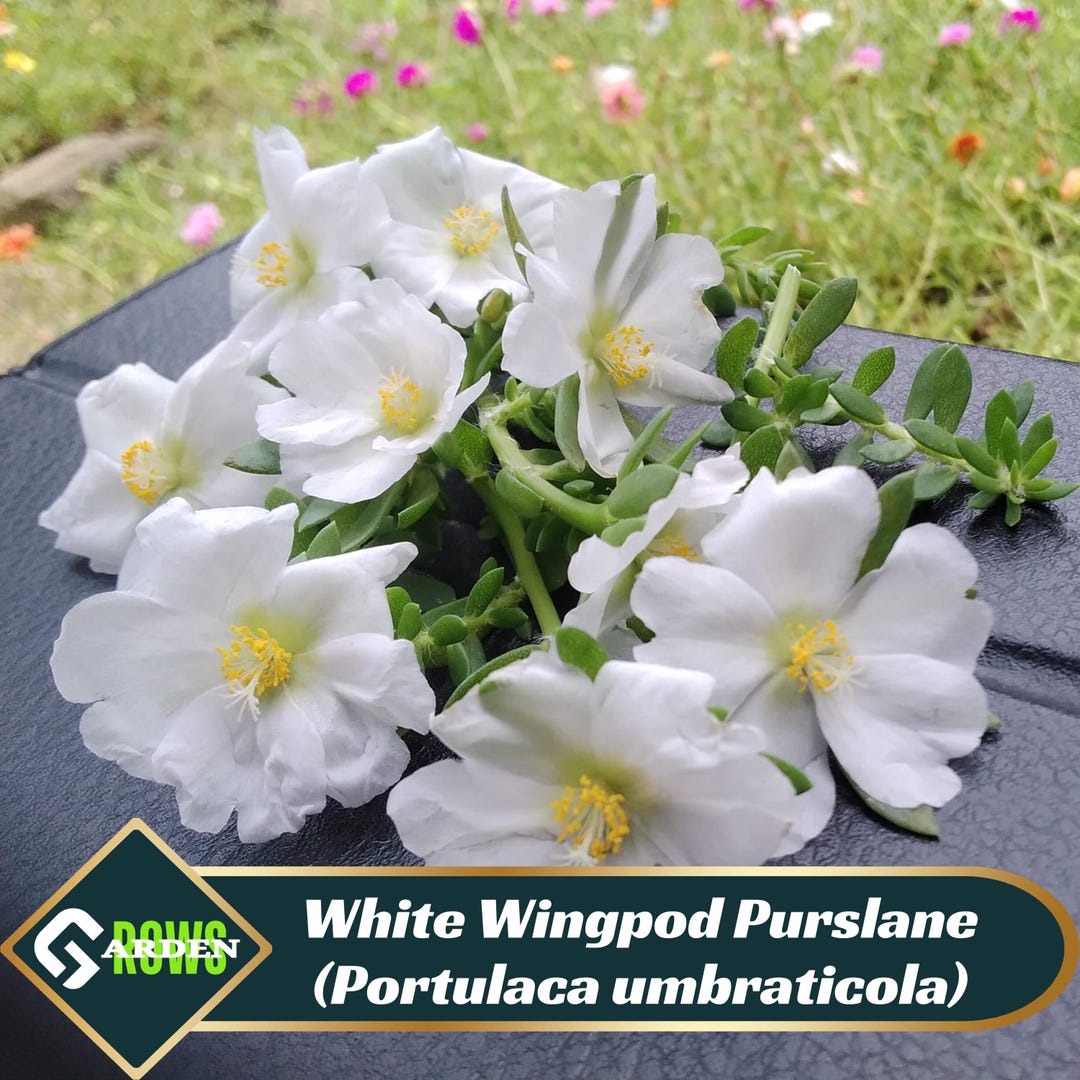 White Wingpod Purslane (portulaca Umbraticola) Seeds - Low Maintenance ...