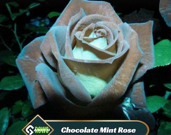 Chocolate Mint Rose Seeds | Rare Perennial Flower - Etsy