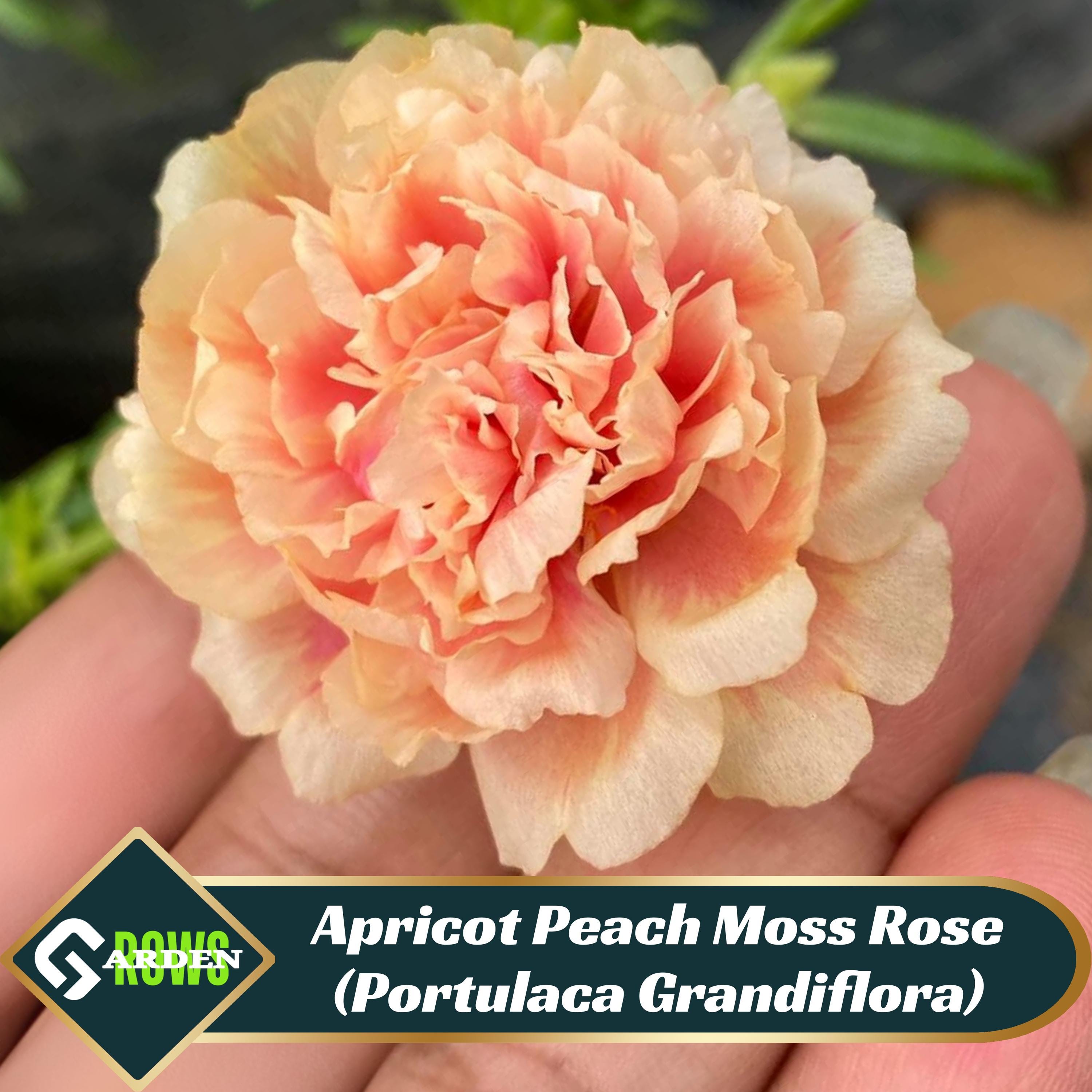 Rosenthal Moss Rose - Etsy Rosenthal Moss Rose - Etsy