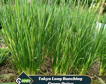 Tokyo Long Bunching Green Onion Seeds - Cold Resistant, High Yield