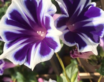 1 pianta di acero giapponese viola 'Atropurpureum' in vaso per il 1 pianta di acero giapponese viola 'Atropurpureum' in vaso per il