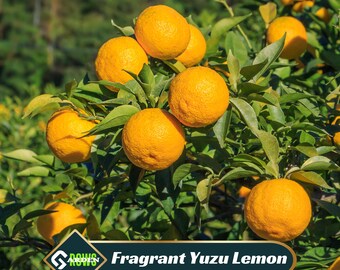 Yuzu Citrus Seeds – Fragrant Lemon Tree Seeds – Japanese Yuzu