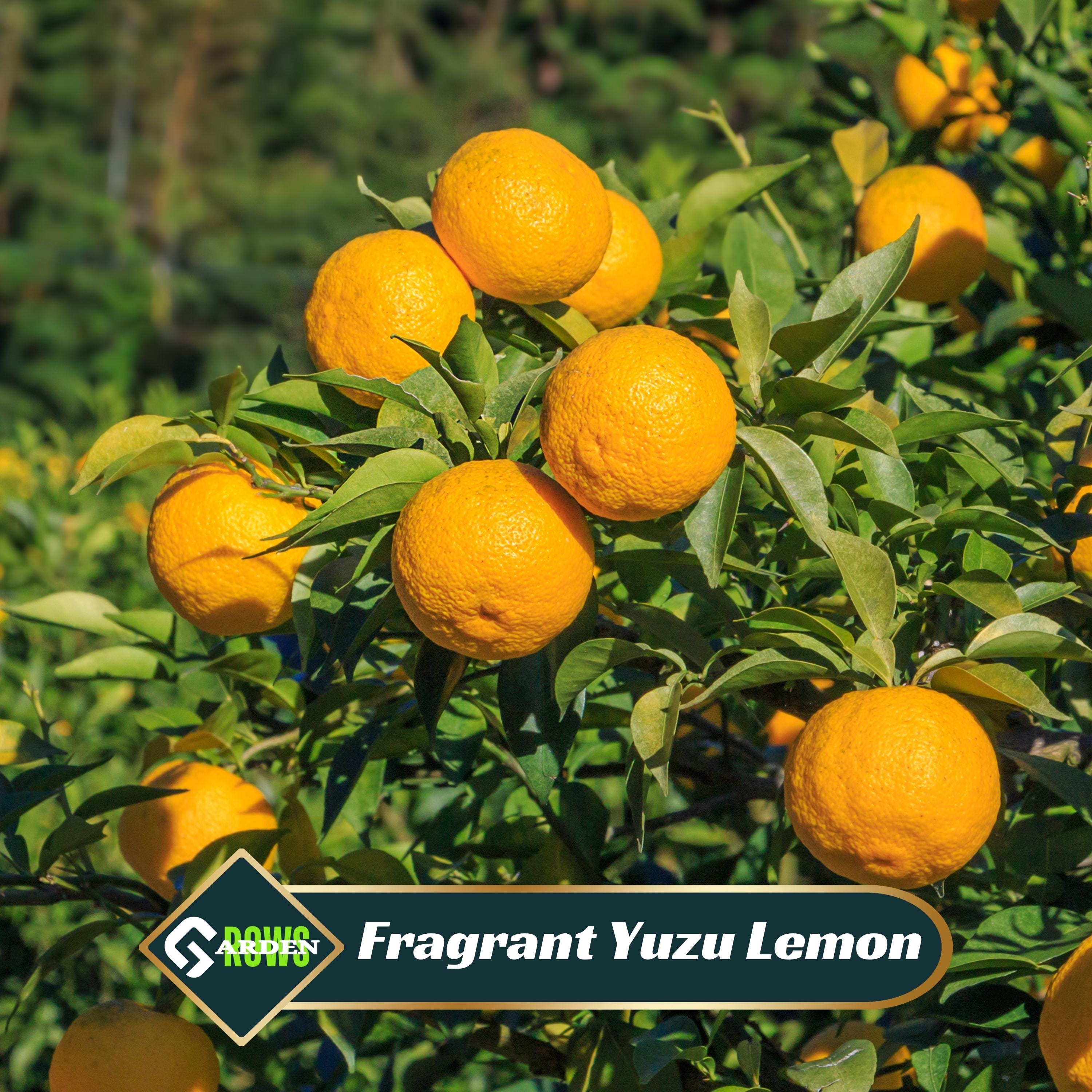 Yuzu Citrus – Fragrant Lemon Seeds - Edible - Cold Resistant