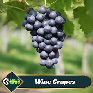 Wine Grapes Seeds - Edible - High Yield - Fragrant Flowers - Drought Tolerant - Suitable for Wine Making -Plant in Spring/Fall