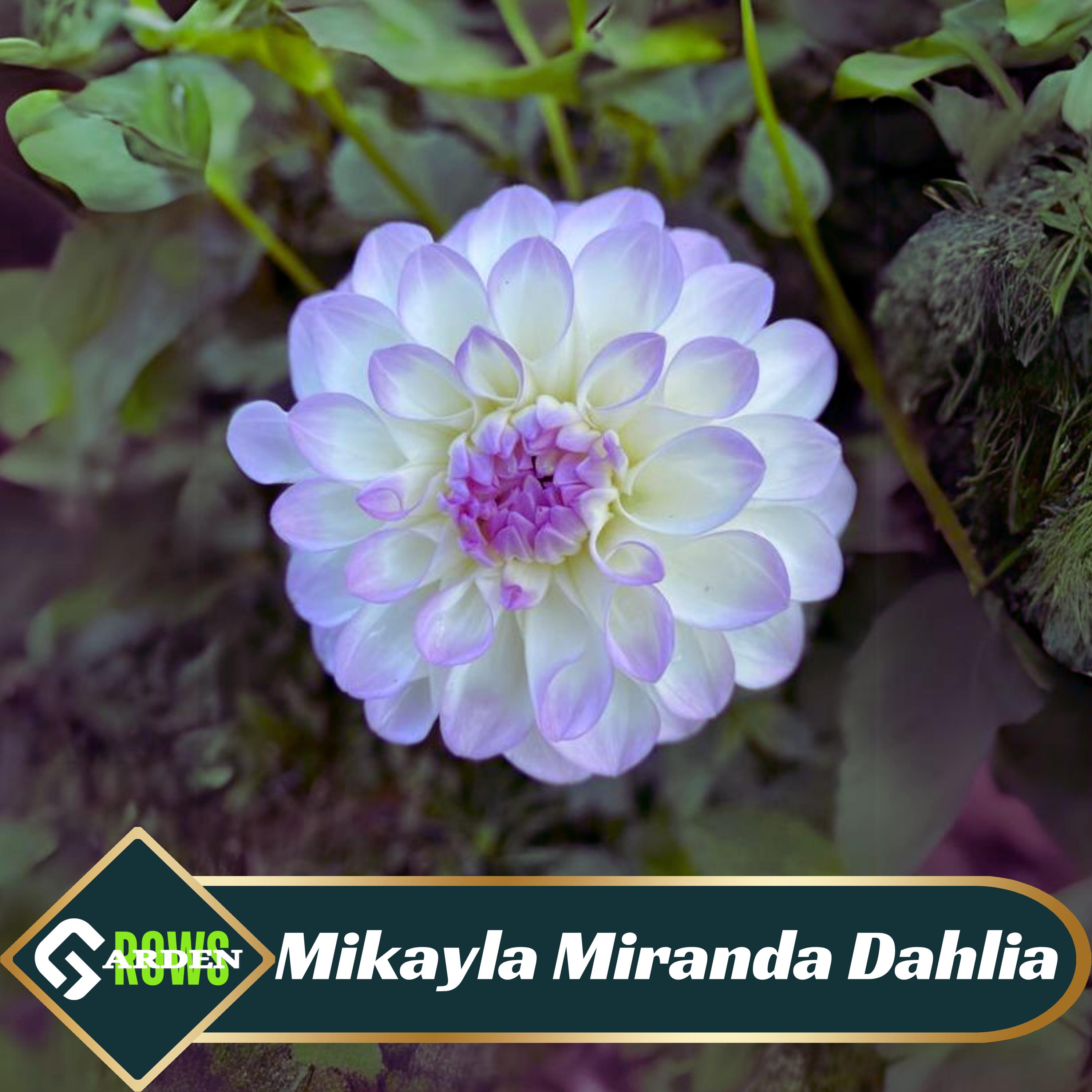 Mikayla Miranda Dahlia Seeds - Perennial - Fast Growing - Open-Pollinating - Heirloom - Authentic - Easy to Grow -  #D089