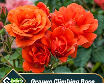 Orange Climbing Rose Seeds - Perennial - Cross-Pollinating - Cold Resistant - Deciduous - Potted - Plant in Late Fall/Early Spring -  #1105