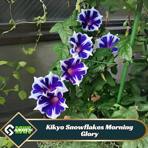 May include: A close-up of a vine with several blue and white morning glory flowers. The flowers have a white center and a dark blue outer edge. The text "Kikyo Snowflakes Morning Glory" is visible at the bottom of the image.