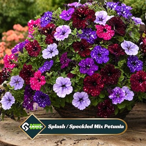 May include: A hanging basket overflowing with vibrant petunias in shades of purple, pink, and burgundy, some speckled. The flowers are in full bloom, creating a lush, colorful display. The text on the image reads "Splash / Speckled Mix Petunia."