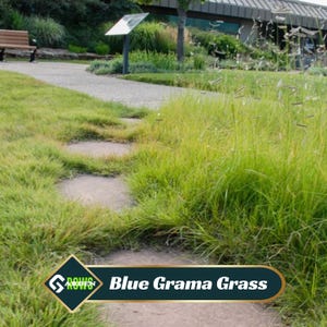 May include: A scenic outdoor shot of a garden path with stepping stones. Lush, vibrant blue grama grass lines the path, with a sign and bench in the background. The image includes the text "Blue Grama Grass".