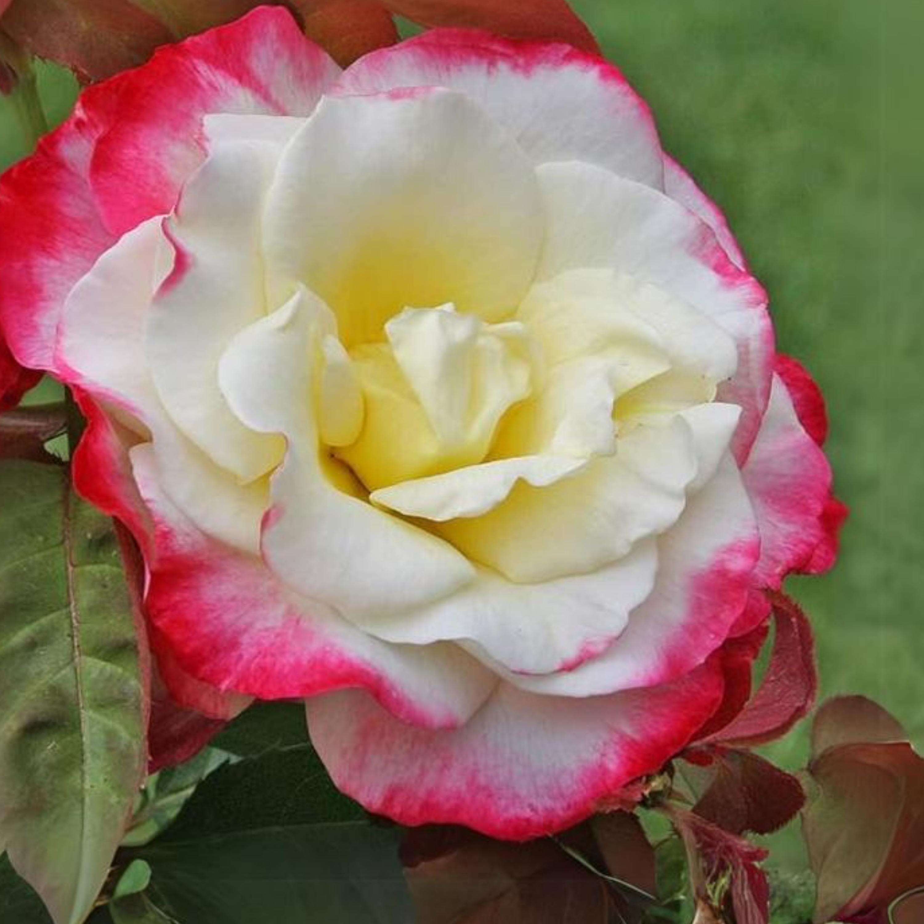 Dream Roses Double Delight Hybrid Tea Rose Seeds - Non-gmo Perennial - Etsy