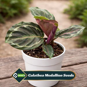 Purple Calathea - Etsy