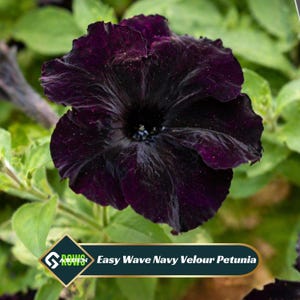 May include: A close-up of a dark purple Easy Wave Navy Velour Petunia flower. The flower has a velvety texture and a dark center. Green leaves surround the flower. The text "Easy Wave Navy Velour Petunia" is visible.