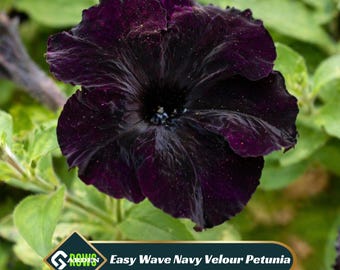 Easy Wave Navy Velour Petunia Seeds - Deep Navy Purple Trailing Blooms - Velvety Cascading Flowers - Hanging Basket Garden Plant