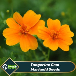 May include: Close-up of two vibrant orange Tangerine Gem Marigold flowers with detailed petals and a dark green background. The flowers are in full bloom, showcasing their bright color. The image includes the text "Tangerine Gem Marigold Seeds".