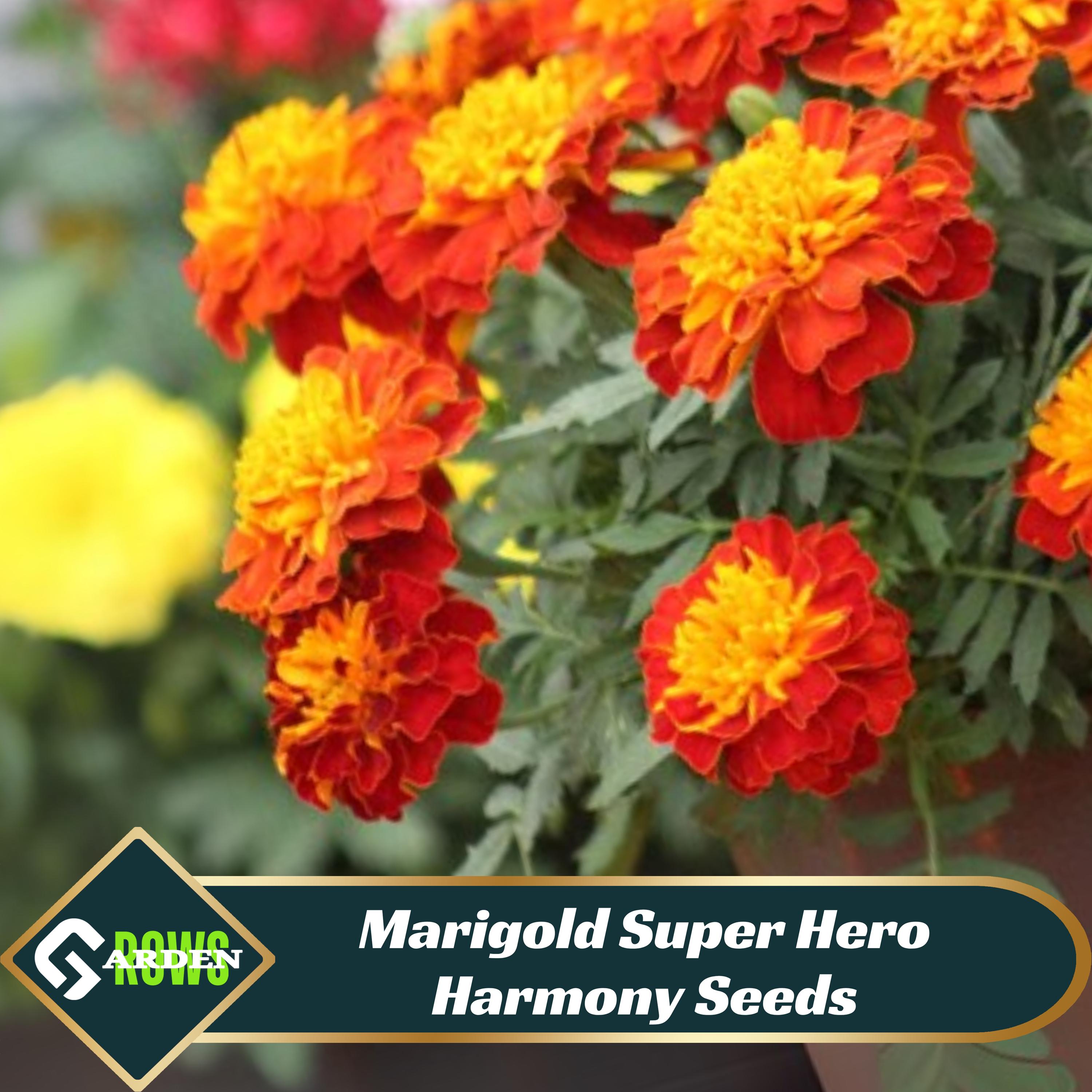 Harmony's Plants - Etsy