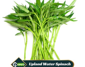 Upland Water Spinach Seeds - Kang Kong - Edible - Fast Growing - Open-Pollinating - Easy to Grow - Clumping / Spreading