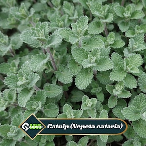 May include: A set of three ceramic mugs with a speckled, matte finish. The mugs are in shades of cream, light gray, and dark gray. Each mug has a simple, minimalist design, perfect for coffee or tea.