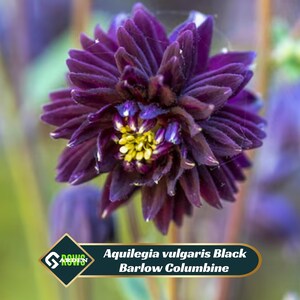 May include: Close-up of a dark purple Aquilegia vulgaris Black Barlow Columbine flower. The flower has multiple layers of petals with a yellow and purple center. The flower is in full bloom, with a blurred background of green and purple.