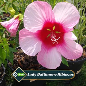 May include: A close-up of a Lady Baltimore Hibiscus flower. The large flower has light pink petals with a deep red center. A smaller bud is visible to the left. The flower is in a black pot with green foliage in the background.