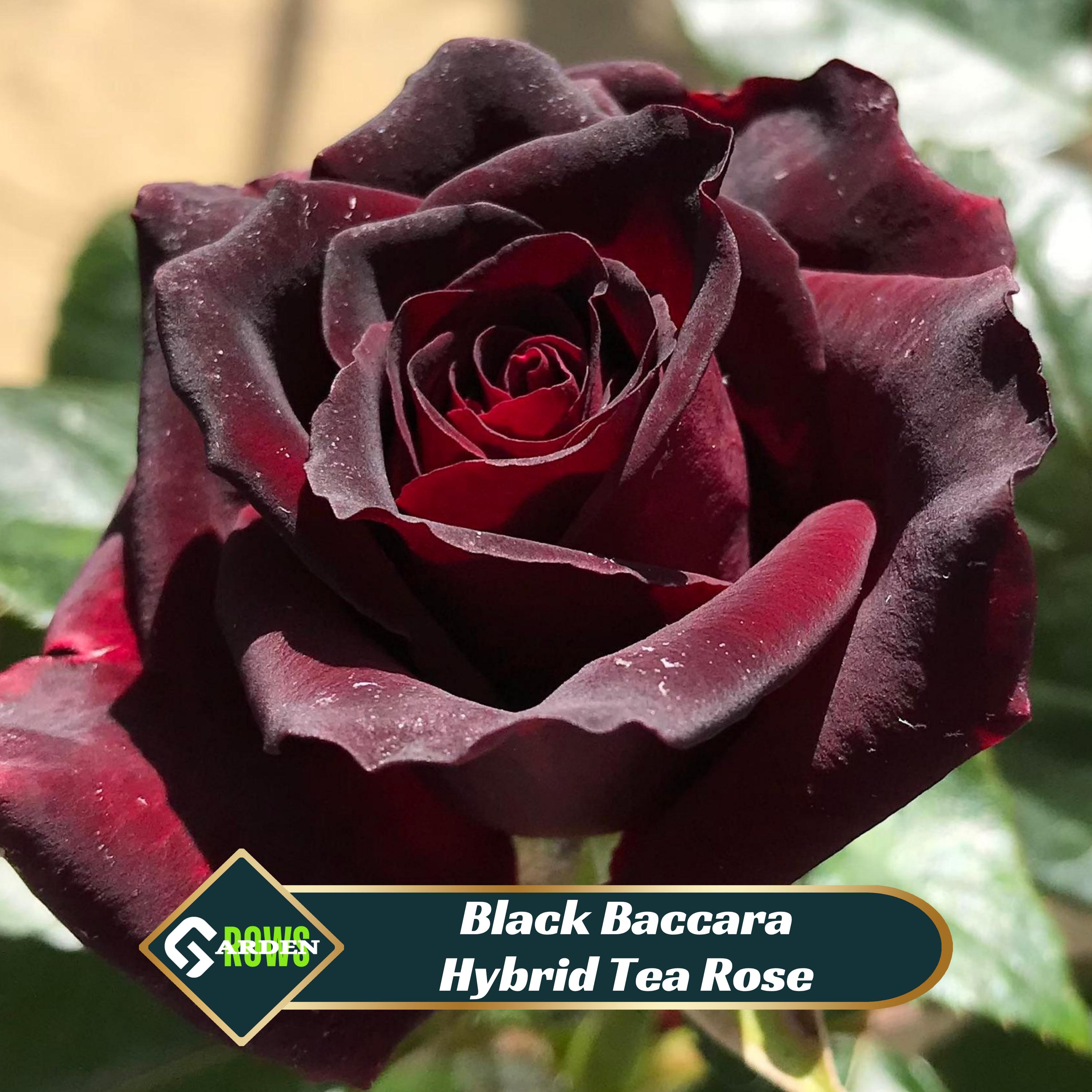 Black Baccara Hybrid Tea Rose Seeds - Perennial - Cross