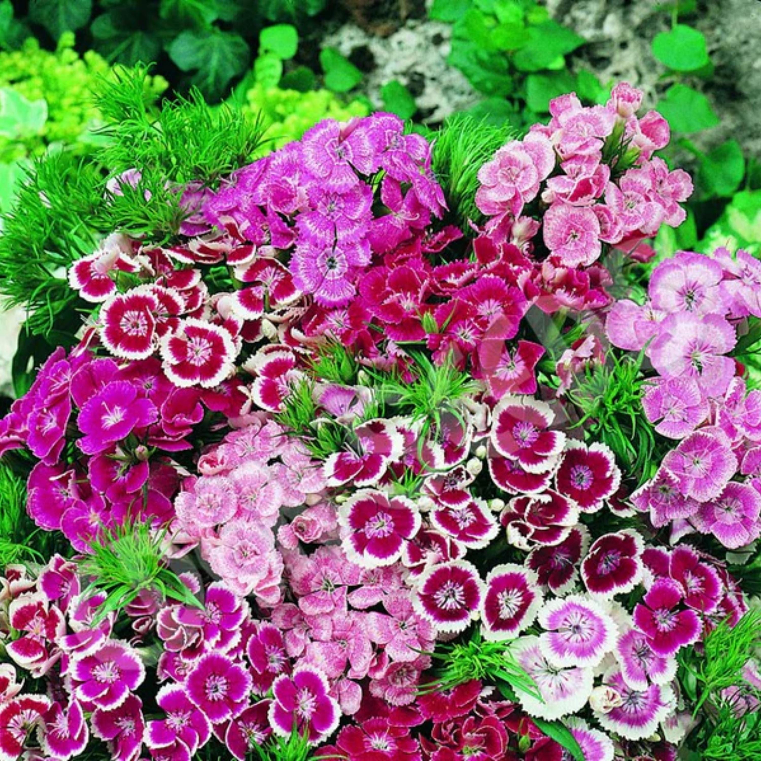 Sweet William Mix Carnations- Dianthus Seeds - Open-pollinated ...
