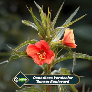 May include: Close-up of Oenothera Versicolor 'Sunset Boulevard' flowers. The flowers are a vibrant orange-red with yellow stamens, set against green foliage. The image includes a logo and text identifying the plant.