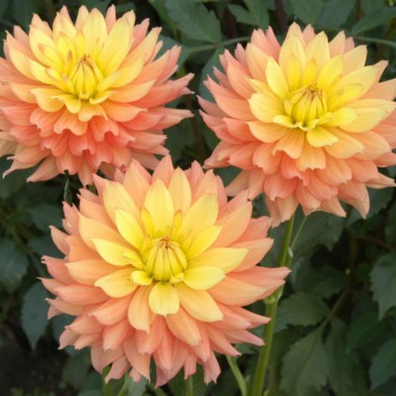 Candlelight Dahlia Seeds Perennial fast Growing Openpollinating heirloom authentic Clumping