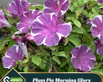 Plum Pie Morning Glory Seeds – Perennial Climbing Vine