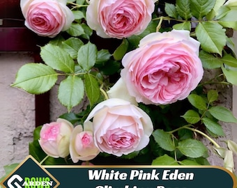White Pink Eden Climbing Rose Seeds- Perennial - Cross-Pollinating - Cold Resistant - Deciduous - Potted #1020