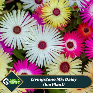 Livingstone Daisy Seeds – Cold Hardy, Open-Pollinating Ice Plant