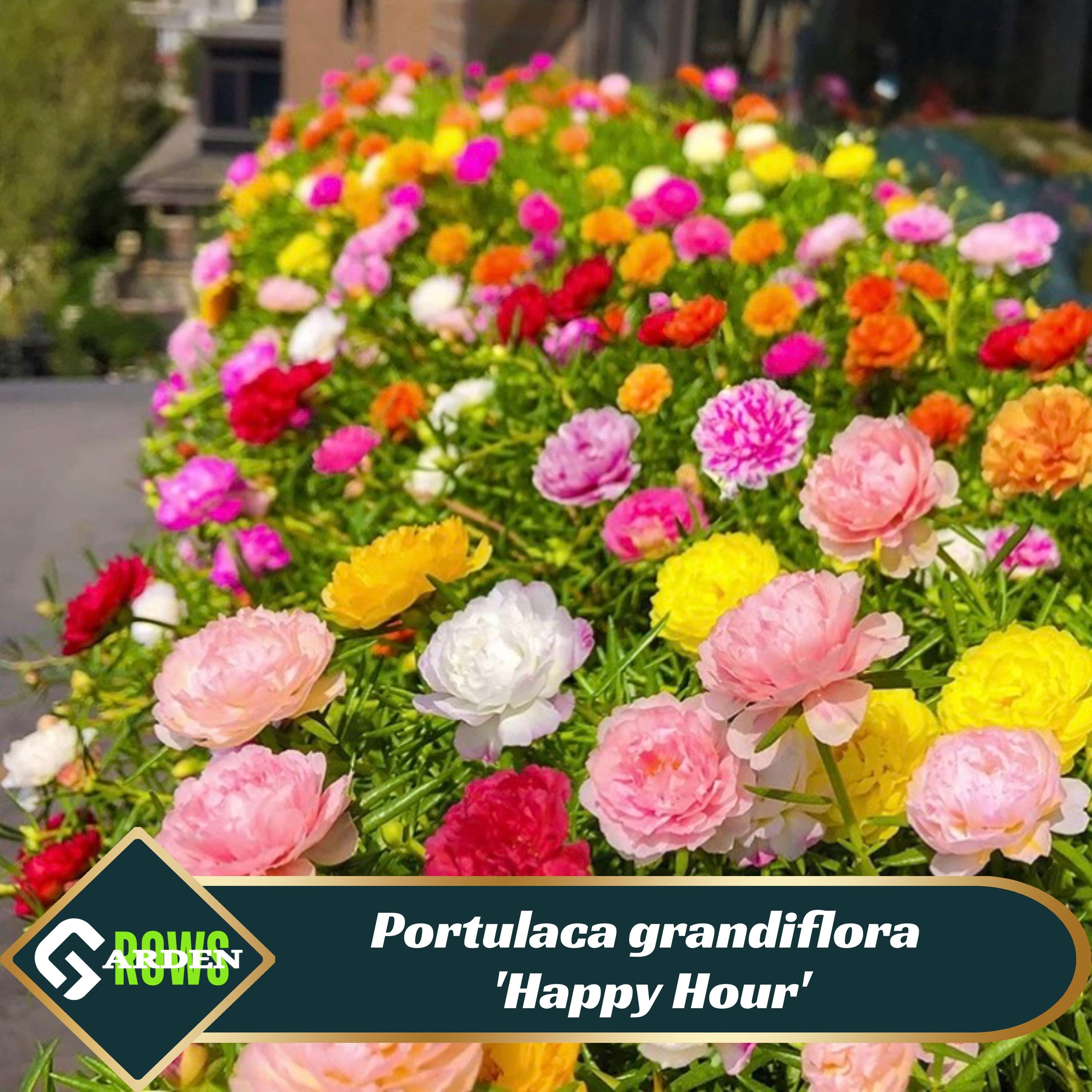 Portulaca grandiflora 'Happy Hour' Seeds - Low Maintenance - Ground Cover - Attracts Pollinators - Plant in Spring/Summer #8162