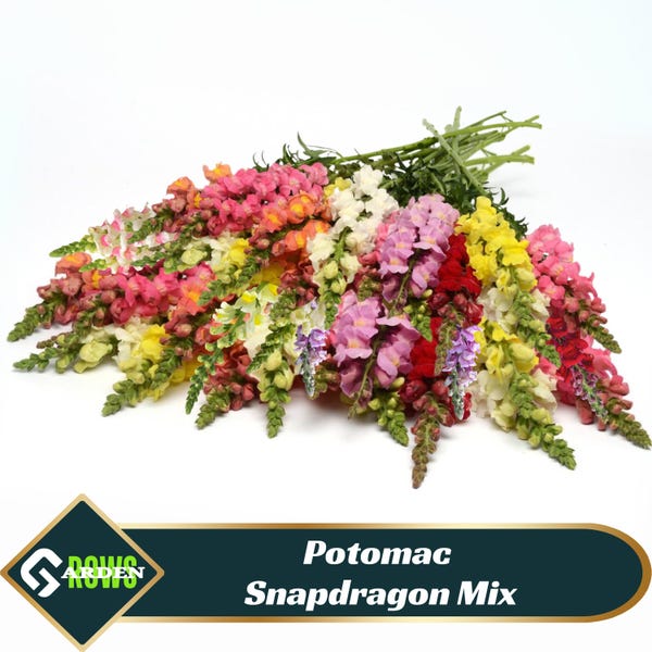 Potomac Snapdragon Mix Seeds - Cold Resistant - Attracts pollinators -Open-Pollinating - Plant before the frost/after frost -#45