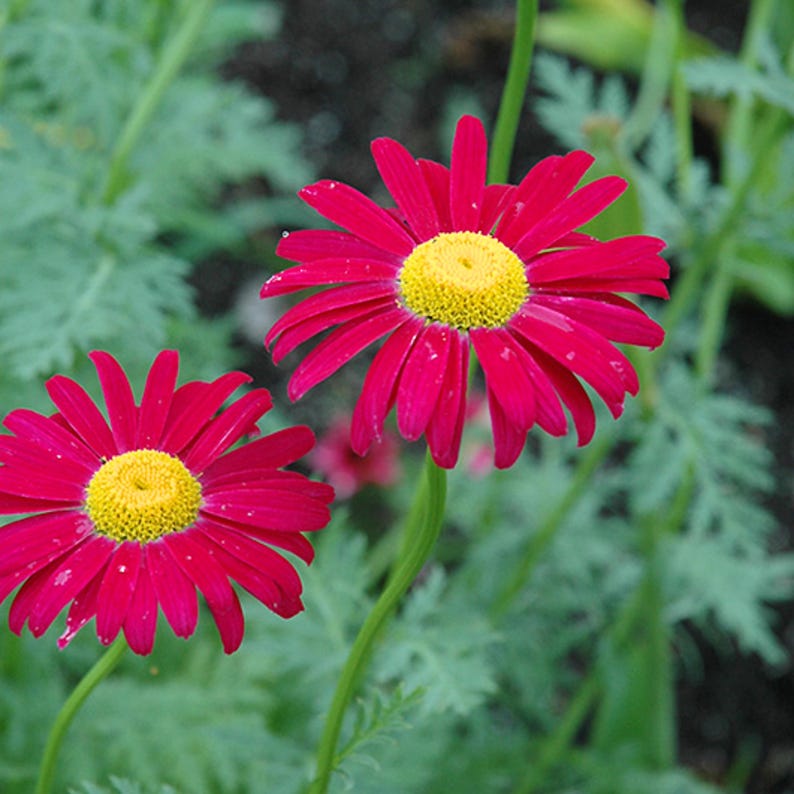 Edmonds Daisy Color Robinson's Red Painted Daisy Seeds – Open-pollinated, Cold Resistant - Etsy