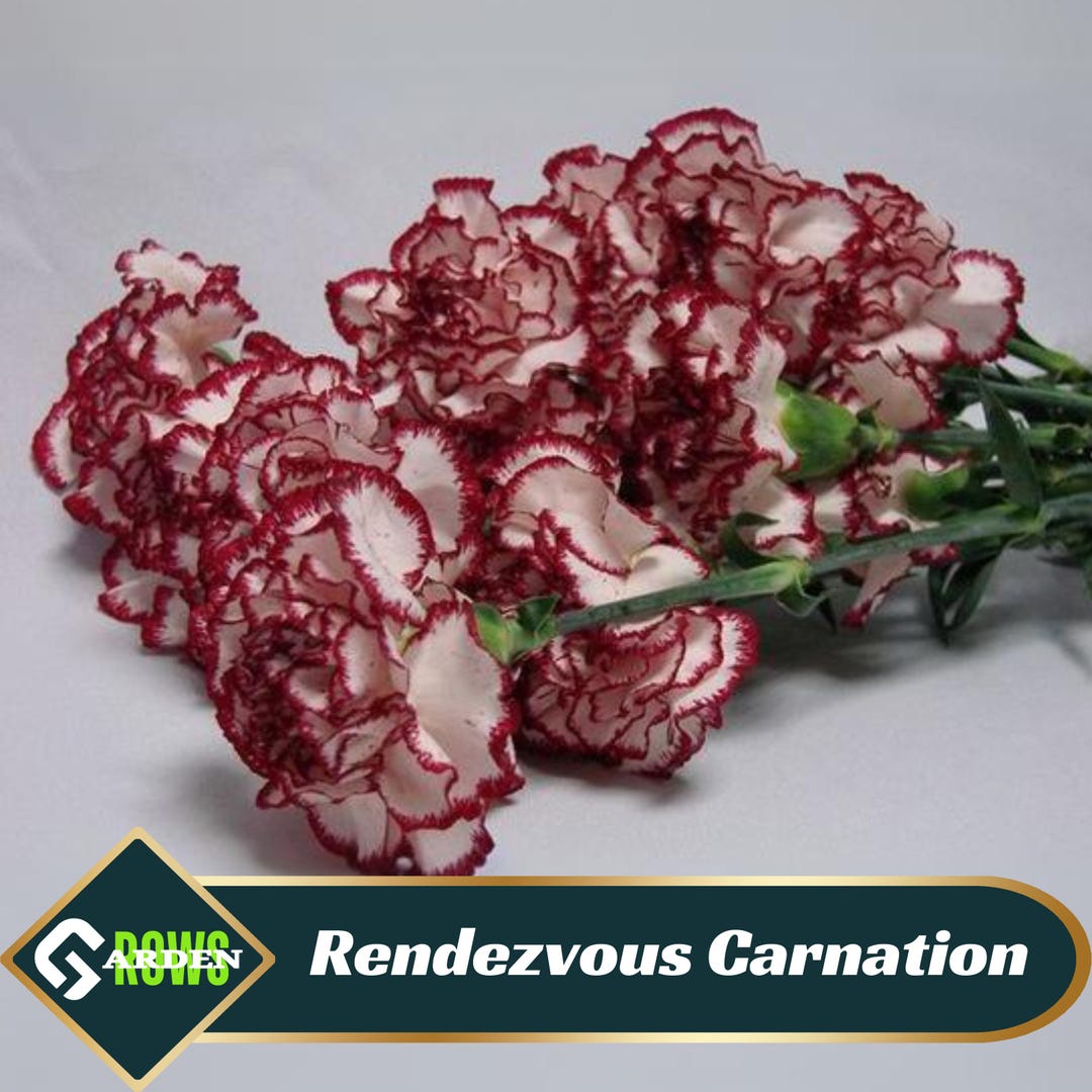 Rendezvous Carnations - Dianthus Seeds - Open-pollinated - Organic ...