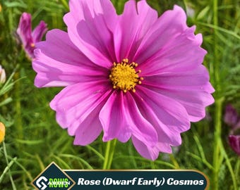 Pink Rose Cosmos Seeds – Drought Resistant, Open-Pollinating