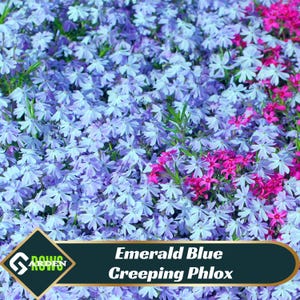 May include: A vibrant field of Emerald Blue Creeping Phlox flowers in shades of blue, purple, and pink. The low-growing plants create a dense carpet of color, ideal for ground cover. The image includes the text "Emerald Blue Creeping Phlox".