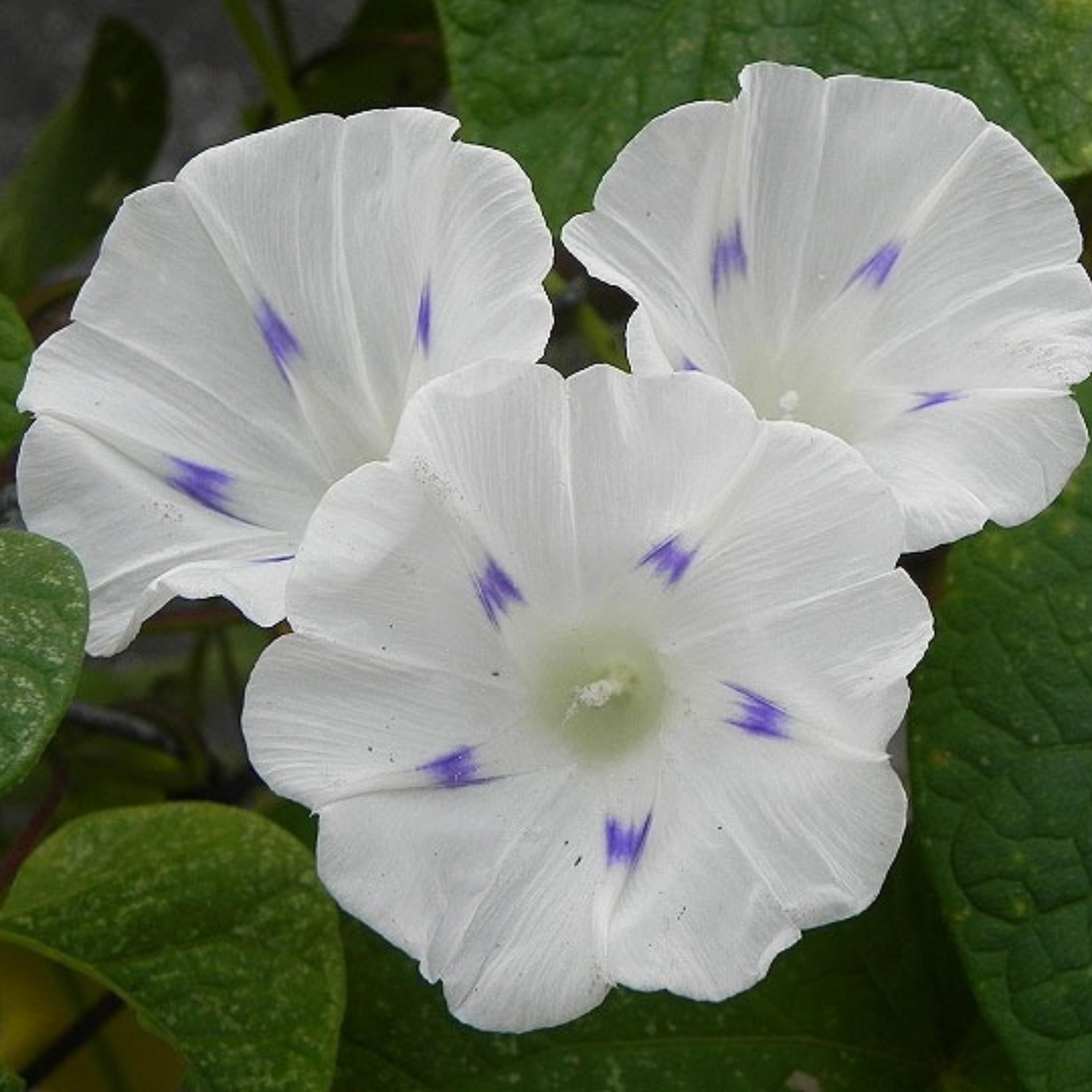 White Milky Way Morning Glory Seeds – Open-pollinating, Perennial
