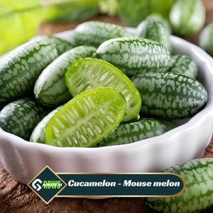 May include: A white bowl filled with cucamelons, also known as mouse melons. The small, oval-shaped fruits have a green rind with white speckles. Some are halved, revealing a juicy, light green interior. The image includes the text "Cucamelon - Mouse melon".