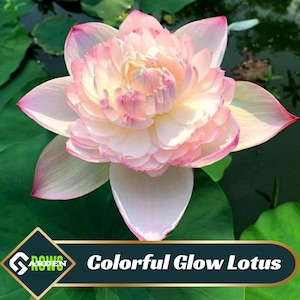 5+ Rare Seeds| Colorful Glow Lotus Seeds  - Indian Lotus (Nelumbo nucifera) Seeds - Flower Seeds -  #Q062