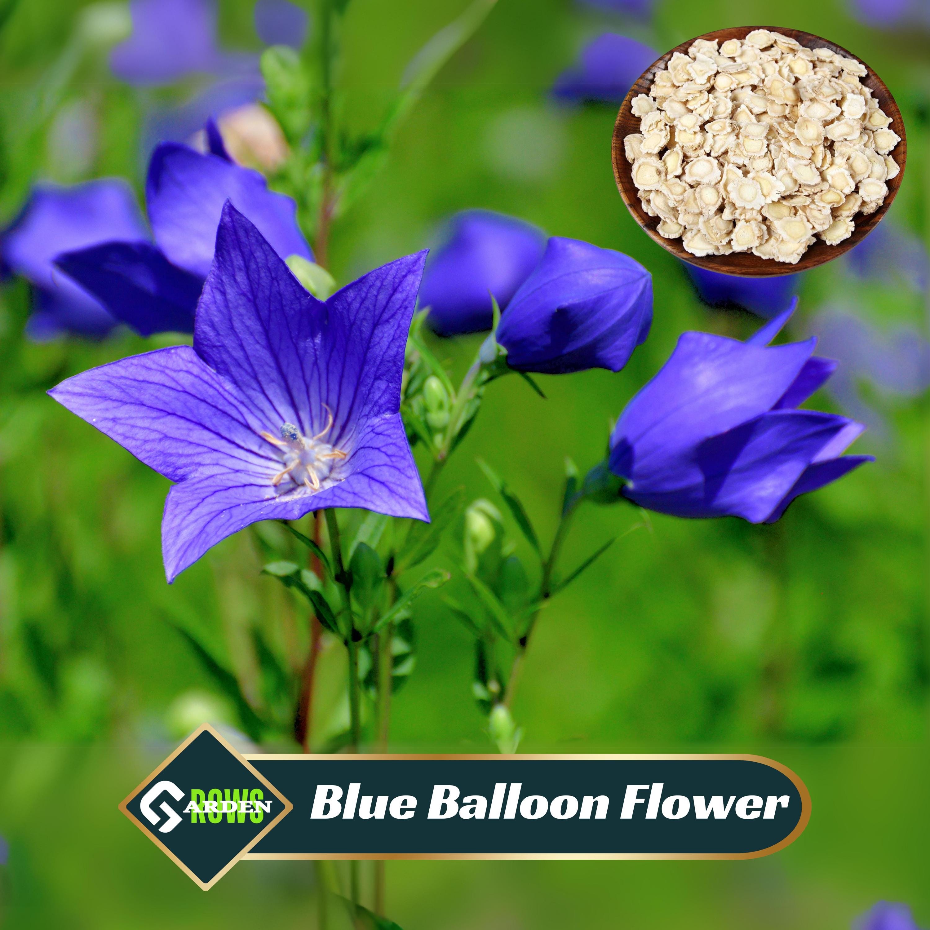 Dwarf Balloon Flower Seeds - Etsy