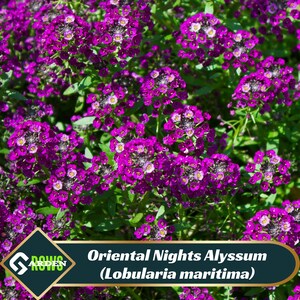 Oriental Nights Alyssum (Lobularia maritima) Seeds - Cold Resistant - Open-Pollinating - Drought Tolerant - Plant in Early Spring - #309