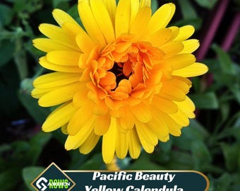 Pacific Beauty Yellow Calendula Seeds - Edible Flowers