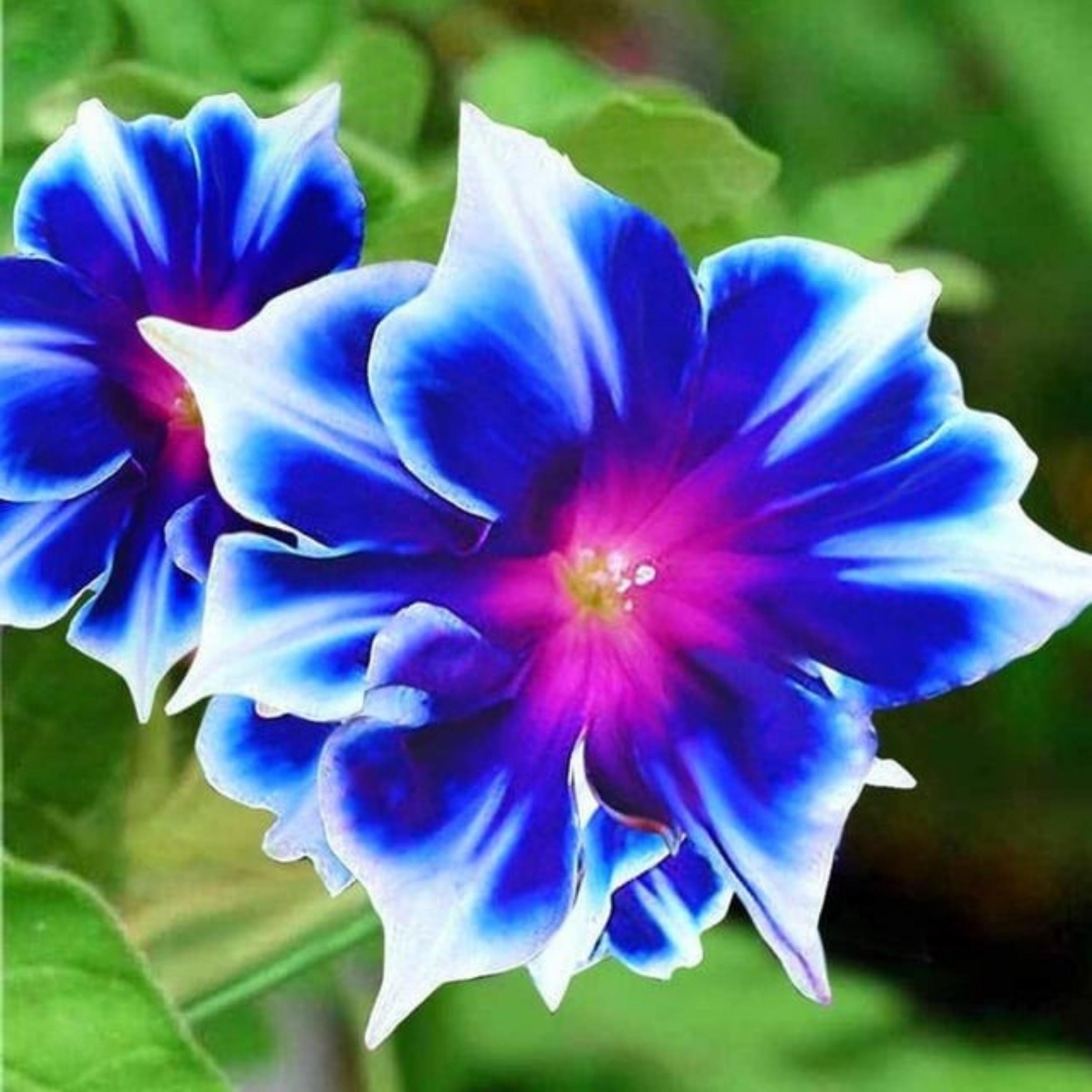 Kikyo-zaki - Japanese Morning Glory – Smart Seeds Emporium
