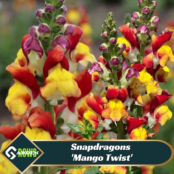 Mango Twist Snapdragon Seeds - Cold Resistant - Attracts pollinators -Open-Pollinating - Plant before the frost/after frost - #64