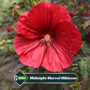 May include: A close-up of a vibrant red Midnight Marvel Hibiscus flower. The large, ruffled petals radiate from a central point with yellow stamens. The flower is set against a backdrop of green foliage and dark leaves. The image includes the text "Midnight Marvel Hibiscus".