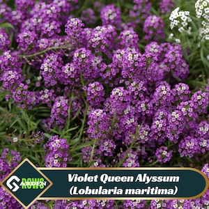 Violet Queen Alyssum (Lobularia maritima) Seeds - Cold Resistant - Open-Pollinating - Drought Tolerant - Plant in Early Spring - #311